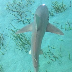 Meet your Posher, Tiffani